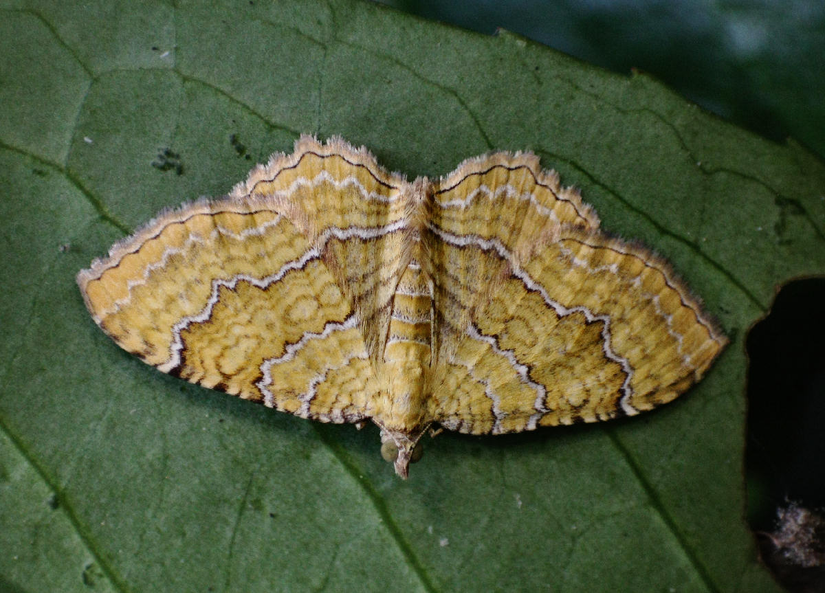 Camptogramma bilineata